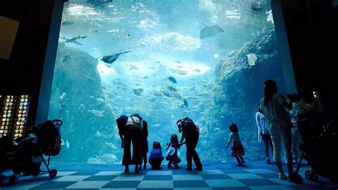 世界最大水族馆丨Kuroshio Sea-日本黑潮水族馆 平静而悲伤_哔哩哔哩 (゜-゜)つロ 干杯~-bilibili