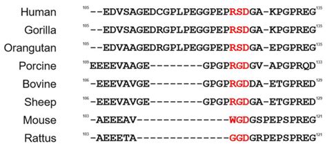 The Cell Adhesion Activity of the Joining Peptide of Proopiomelanocortin