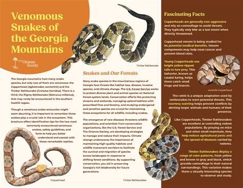 Venomous Snakes Of Georgia Snake Poisonous Snakes Georgia DNR: What To