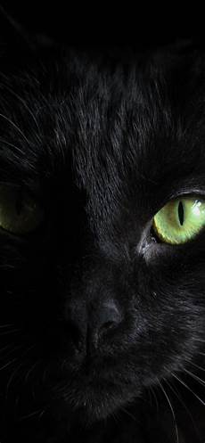 Black Cat Wallpaper Iphone by 1242x2688 Black Cat Green Iphone Xs Max Hd 4k Black Cat Wallpaper Iphone