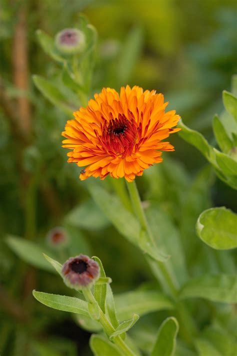 17 Deer-Resistant Annuals to Brighten Up Your Garden