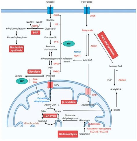 Pulmonary Arterial Hypertension (PAH) | Encyclopedia MDPI