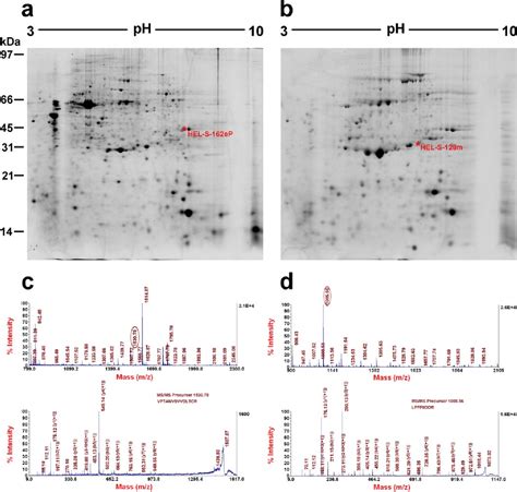 Figure 1 from Systematic Mapping and Functional Analysis of a Family of Human Epididymal ...