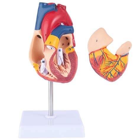 Buy ANNWAH Human Heart Model - Heart Anatomy Model Model of The Human ...