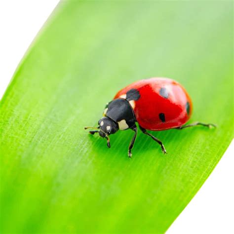 Do Ladybugs Have Antennae? – WhatBugIsThat