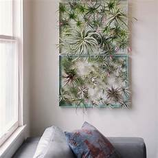 Air Plants For Wall by Decorating With Air Plants Sunset Sunset Magazine Air Plants For Wall