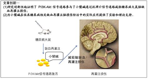 小檗碱干预2型糖尿病模型大鼠脑缺血再灌注损伤_Akt