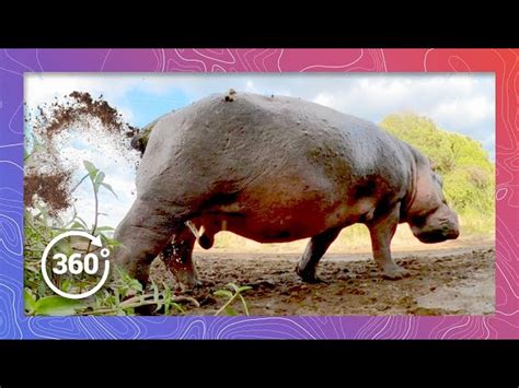 Image result for Hippo Has Exploding Diarrhea