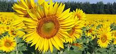 Yellow Flower Picture by Top 25 Most Beautiful Yellow Flowers Yellow Flower Picture