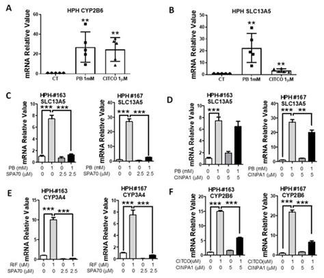 Phenobarbital Induces SLC13A5 Expression through Activation of PXR but ...
