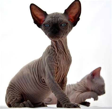 Sphynx Kittens , Sphynx Cats - Indigo Sphynx Kittens - Canadian Sphynx ...