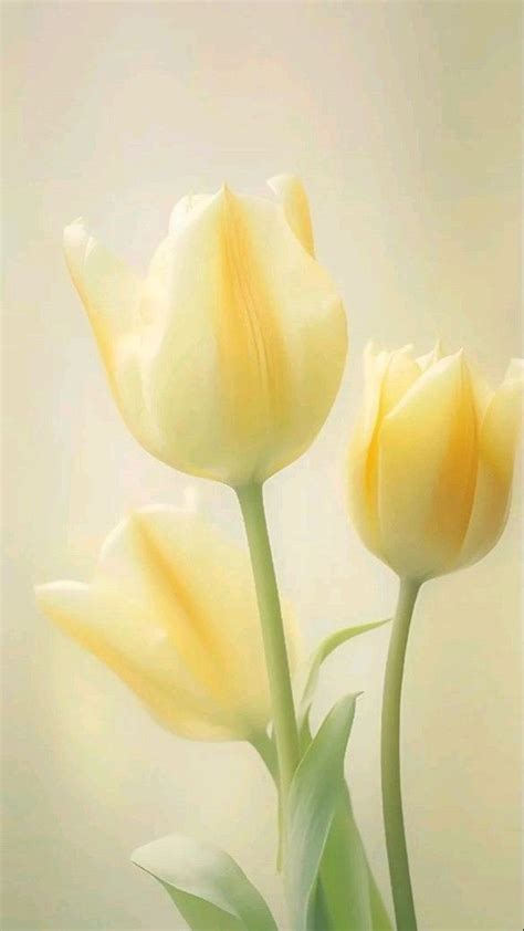 Image result for Tulips Flower Using Python