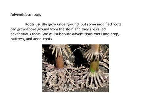 Image result for Root Modification Class 5