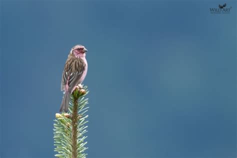Himalayan White-browed Rosefinch | Rosefinches | Finches (Fringillidae ...
