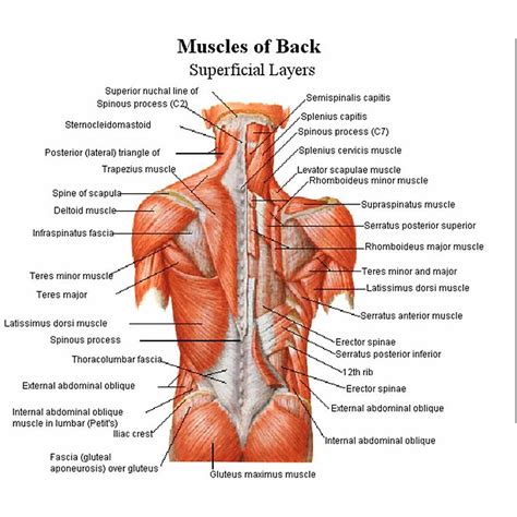 Image result for Deep Tissue Lower Back