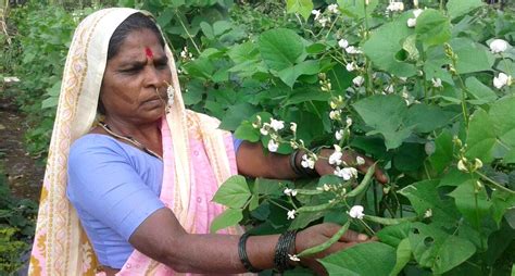 Rahibai Soma Popere – The ‘Seed Mother’ for her farming community