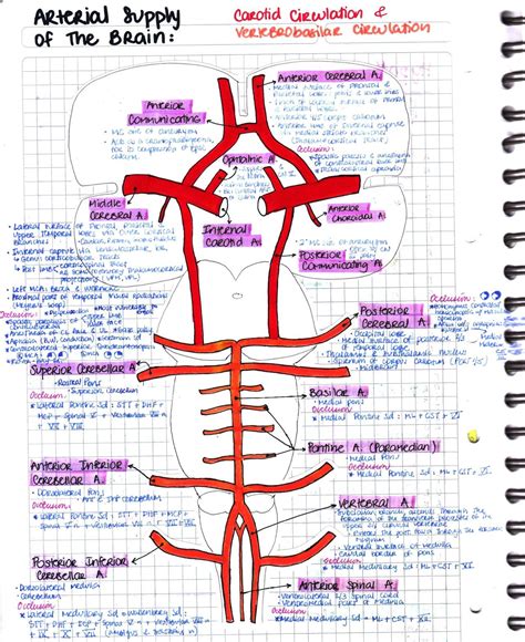 Schematic Of The Cerebral Blood Supply . – EMXE