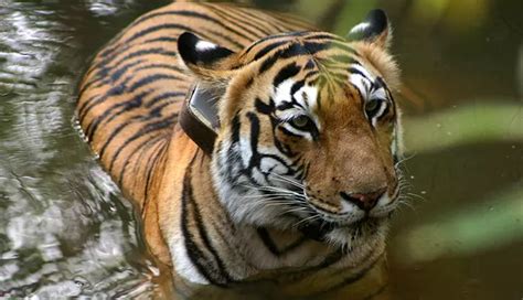 Alleged Maneater Tiger T-104 Found Dead In Udaipur, A Day After It Was ...