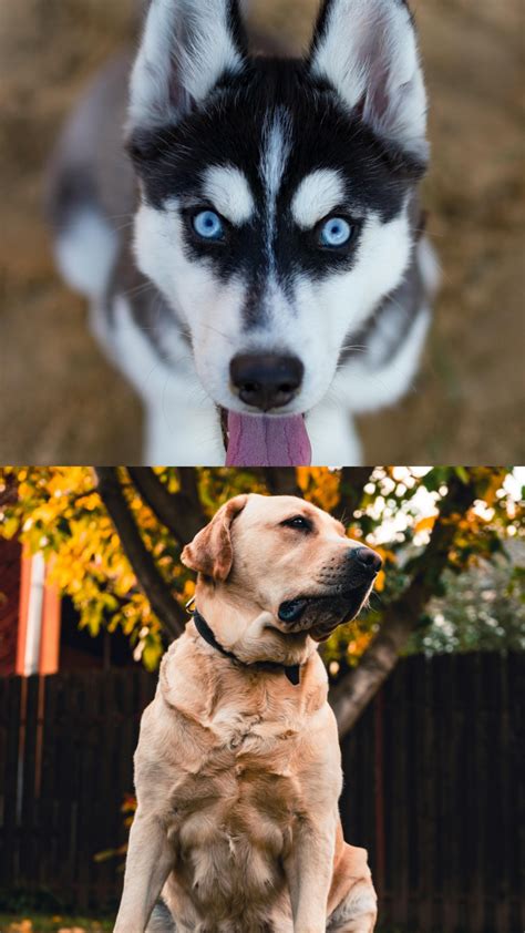 Labrador or Husky: Which is better for first-time owners?