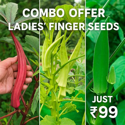 Minis Lifestyle Hub | Vegetable, Fruits and Flower Seeds Online – Mini ...