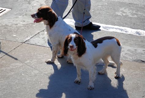 Image result for Springer Spaniel Dogs