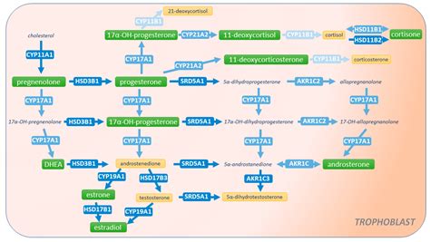 Revisiting Steroidogenic Pathways in the Human Placenta and Primary ...