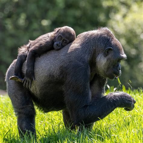 Food & Retail - Pittsburgh Zoo & Aquarium
