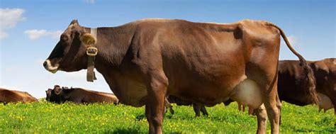 繁殖母牛该怎么养殖，这三点是关键 - 农敢网