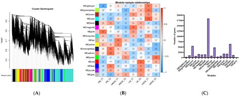 Deciphering the Genetic Basis of Root and Biomass Traits in Rapeseed ...