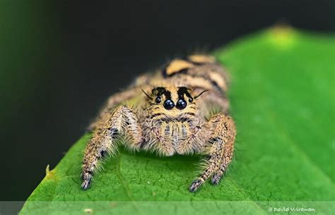 Image result for Spider-Man Web Tutorial