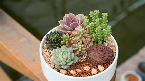 9 Plants You Can't Miss For an Authentic Spanish Garden