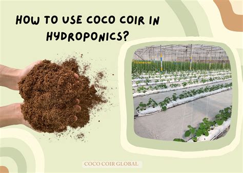 Coco Coir for Hydroponic: Advantages Of Using Coco Coir