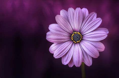 [100+] Purple Flower Backgrounds | Wallpapers.com