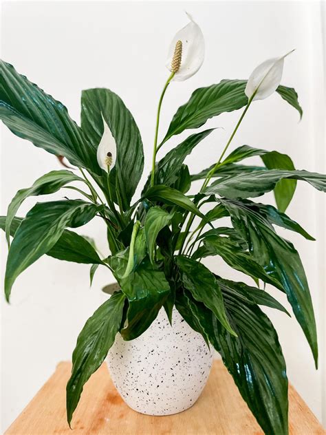 Bringing Spring Indoors: The Real Guide to Forcing Lilies