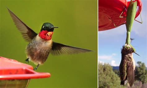 Praying Mantis Eating Hummingbird