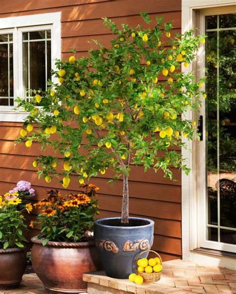 12 High Yield Dwarf Fruit Trees For Small Areas