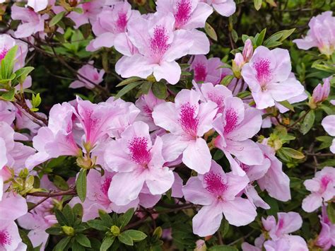 West Virginia State Flower: The Rhododendron