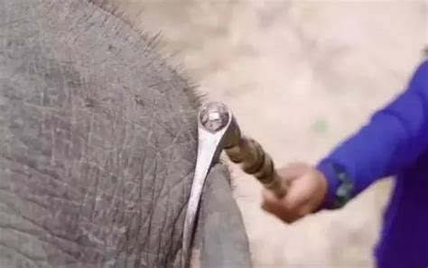 泰国大象杀人，可我却恨不起来|泰国|旅游|印度_新浪新闻