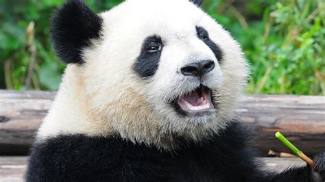 Petition · protect Giant pandas and their Habitat - India · Change.org