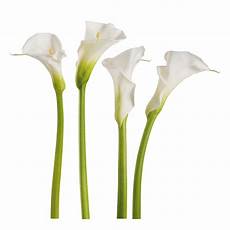 Calla Clipart by Free Calla Free Clip Free Clip On Calla Clipart