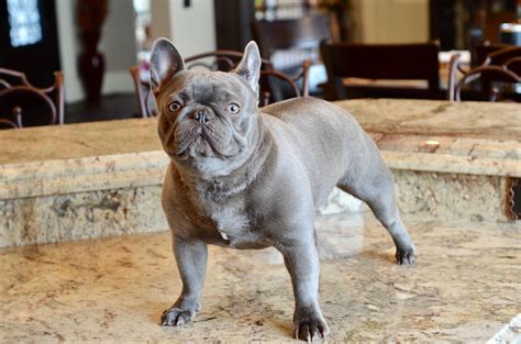 Grey Bulldog Breeds at William Santos blog