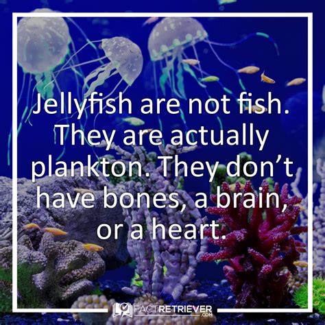 65 Interesting Facts about Jellyfish | FactRetriever.com | Fun facts ...