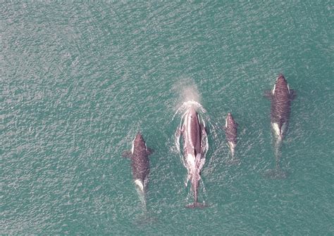 Killer whales breathe just once between dives, study confirms