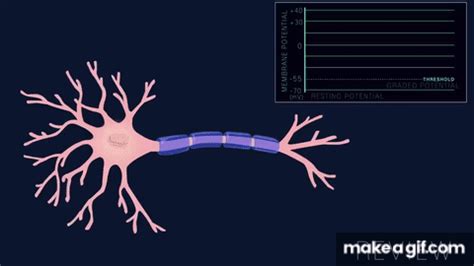 Image result for Neuron Animation