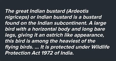 what does the indian bustard's egg look like answer - Brainly.in