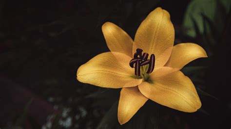 Wallpaper lily, flower, yellow, bloom, closeup hd, picture, image