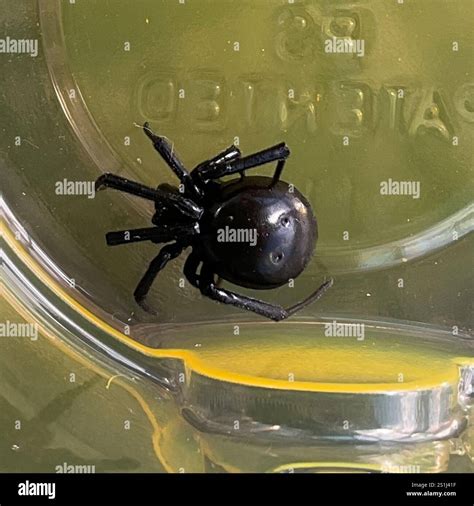 Western Black Widow (Latrodectus hesperus Stock Photo - Alamy