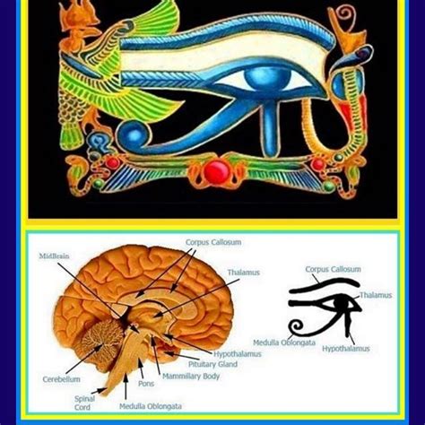 Third eye and pineal gland | Eye of horus, Pineal gland, Horus