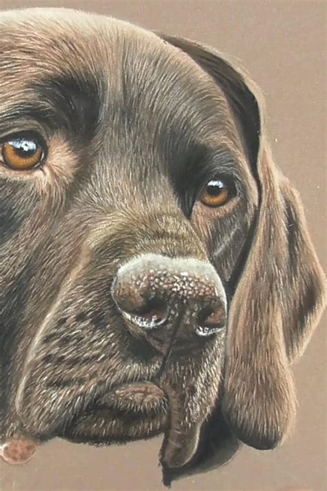 Realistic Dog Drawing Tutorial 的图像结果