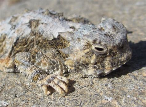 Cannundrums: Southern Desert Horned Lizard